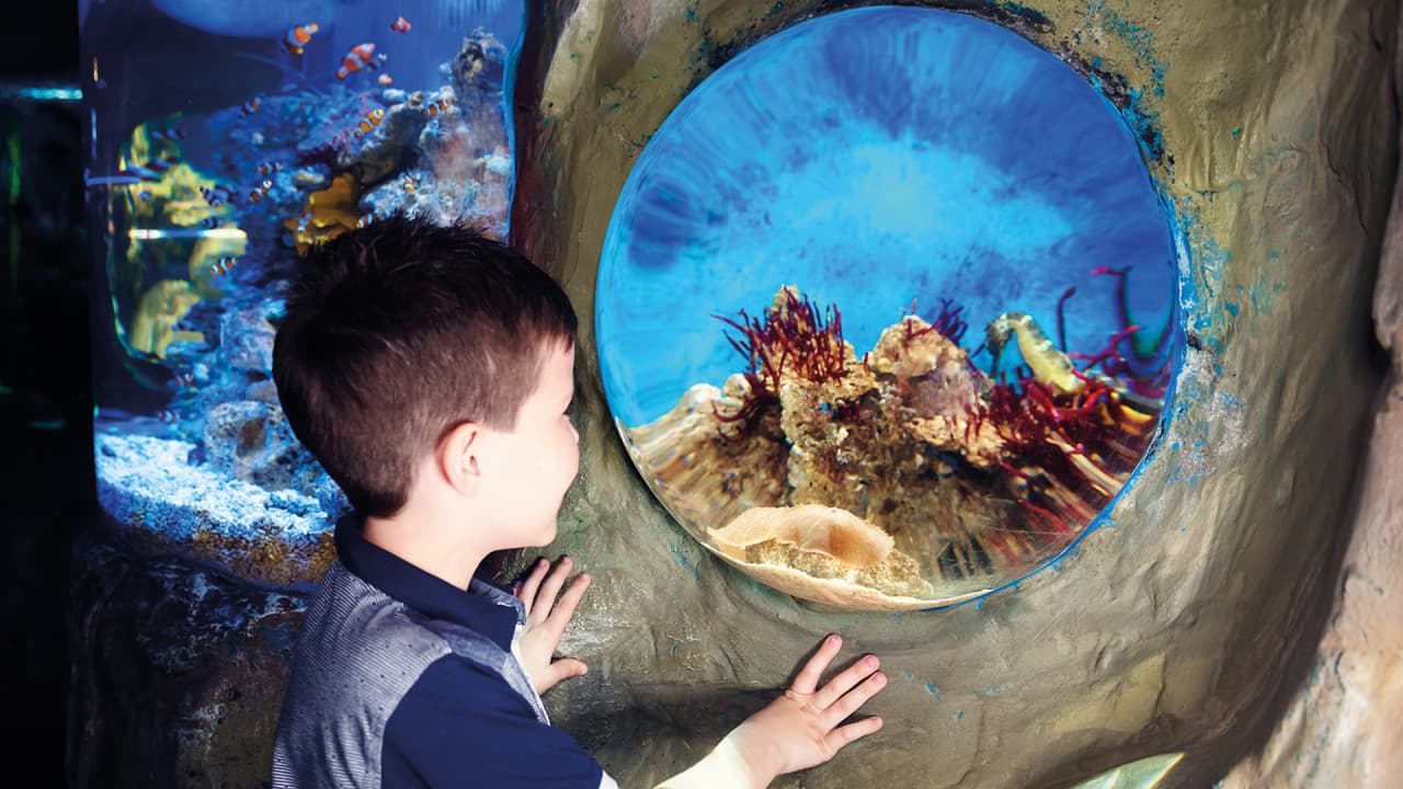 COMBO: SEA LIFE London Aquarium + FREE Hubby eSim - image 11